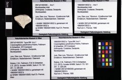 Foto (Objket + Etiketten) von Munidopsidae indet 